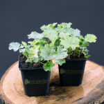 Alchemilla mollis