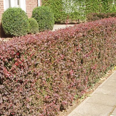 Berberis thunb. Atropurpurea Nana