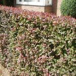 Berberis thunb. Atropurpurea Nana