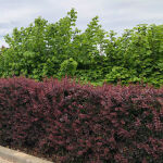 Berberis thunb. Atropurpurea Nana