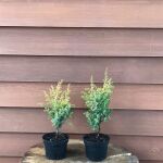 gold cone juniper