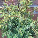 Juniperus communis Gold Cone