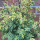 gold cone juniper