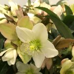 Hellebore Christmas Rose