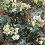 Hellebore Christmas Rose
