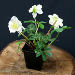 Helleborus niger