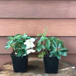 Hellebore Christmas Rose