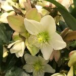 Hellebore Christmas Rose