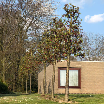 Flowering Crab Apple Tree