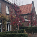 Flowering Crab Apple Tree