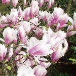 Tulpen Magnolie 60  cm