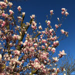 Saucer magnolia