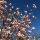 Saucer magnolia