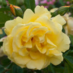 Polyanthus Rose