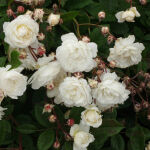 Polyanthus Rose Snow Princess