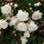 Polyantha Rosa Snow Princess