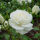 Polyantha Rosa Snow Princess