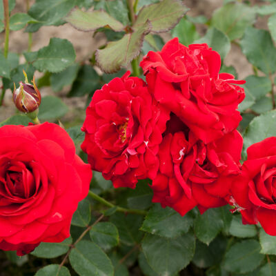 Polyanthus Rose