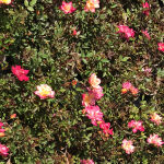 Ground Cover Roses