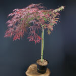 Acer palm. Inaba-shidare auf Stamm