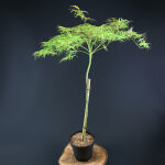 Acer palm Dissectum auf Stamm