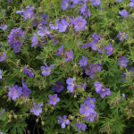 Geranium Johnsons Blue