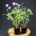 Geranium Johnsons Blue