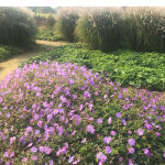 Cranesbill Johnsons Blue