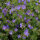 Cranesbill Johnsons Blue