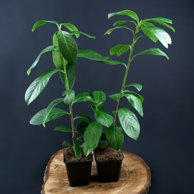 Cherry Laurel novita