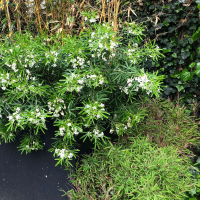 Mexican Orange Blossom