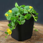 creeping Jenny or moneywort