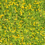 creeping Jenny or moneywort