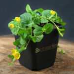 creeping Jenny or moneywort