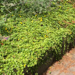 creeping Jenny or moneywort