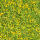 creeping Jenny or moneywort