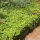 creeping Jenny or moneywort