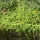 creeping Jenny or moneywort