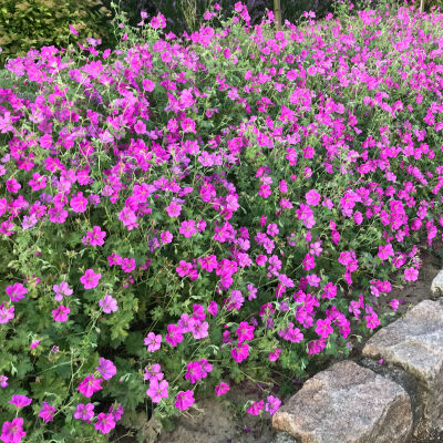 Geranium Max Frei rosa