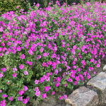 Bloody Cranesbill Max Frei