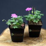 Cranesbill Max Frei