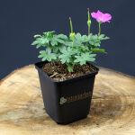 Cranesbill Max Frei