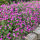 Cranesbill Max Frei