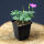Cranesbill Max Frei