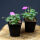 Cranesbill Max Frei