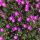 Cranesbill Max Frei