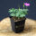 Cranesbill Max Frei