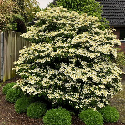 Cornus kousa var. chinensis