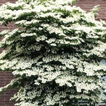 Cornus kousa var. chinensis