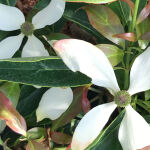 Cornus kousa var. chinensis